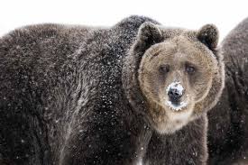 Attēlu rezultāti vaicājumam “Ursus arctos”