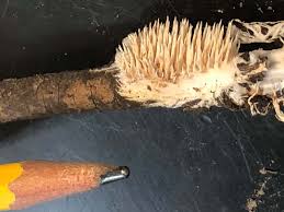 Attēlu rezultāti vaicājumam “Lentaria sp.”