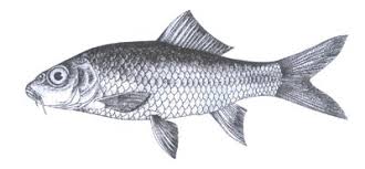 Image result for Cyprinus megalophthalmus
