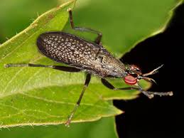 Attēlu rezultāti vaicājumam “Coremacera marginata”