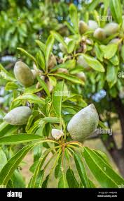 Image result for fresh green almonds