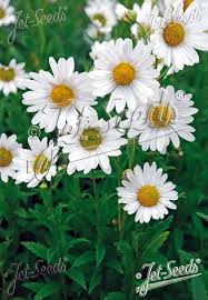 Image result for Leucanthemella serotina