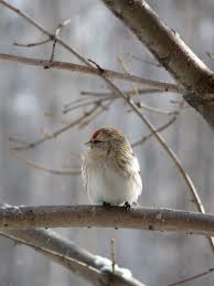 Attēlu rezultāti vaicājumam “Carduelis flammea female”