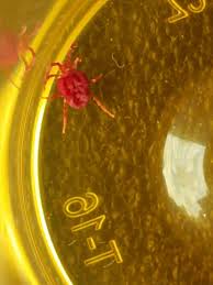 Attēlu rezultāti vaicājumam “Trombidiidae”