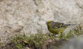 Image result for Carduelis citrinella