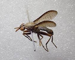 Attēlu rezultāti vaicājumam “Coremacera marginata”