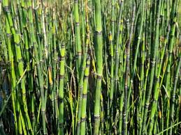 Attēlu rezultāti vaicājumam “Equisetum hyemale”