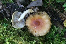 Attēlu rezultāti vaicājumam “Stropharia hornemannii”