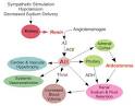 CV Physiology: Renin-Angiotensin-Aldosterone System