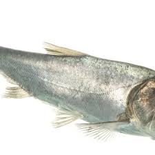 Image result for Hypophthalmichthys molitrix