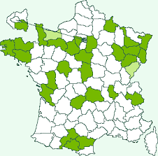 Attēlu rezultāti vaicājumam “Capua vulgana”