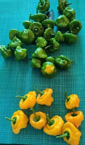 Afbeeldingsresultaat voor yellow mushroom hot pepper