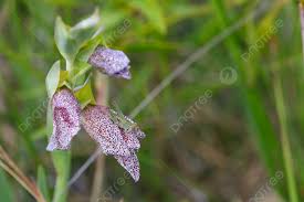 Attēlu rezultāti vaicājumam “Chortippus sp.”