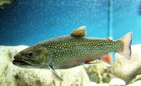 Image result for Salvelinus faroensis