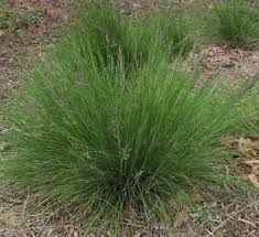 Attēlu rezultāti vaicājumam “Lycogala roseosporum sessile”