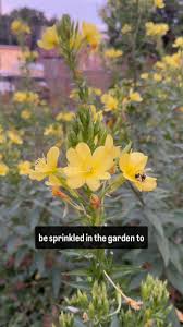 Attēlu rezultāti vaicājumam “Oenothera biennis flower”