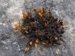 Attēlu rezultāti vaicājumam “Orthotrichum anomalum”