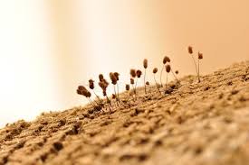 Attēlu rezultāti vaicājumam “Lamproderma ovoideum macro”