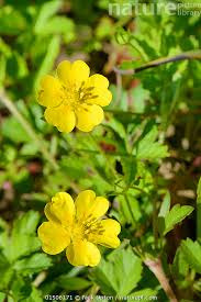 Attēlu rezultāti vaicājumam “Potentilla reptans flower”