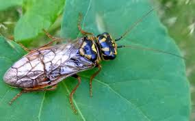 Attēlu rezultāti vaicājumam “Acantholyda posticalis”