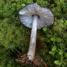 Attēlu rezultāti vaicājumam “Phlebia centrifuga”