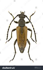 Attēlu rezultāti vaicājumam “Paracorymbia maculicornis”