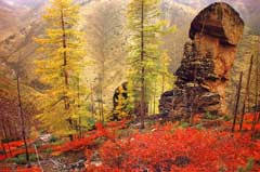 Attēlu rezultāti vaicājumam “Larix sibirica”