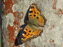 Attēlu rezultāti vaicājumam “Nymphalis polychloros”