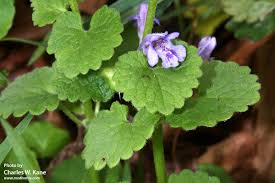 Image result for Glechoma hederacea