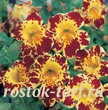 Image result for Mimulus x hybrida