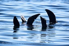 Image result for Zalophus californianus