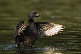 Attēlu rezultāti vaicājumam “Melanitta nigra male”