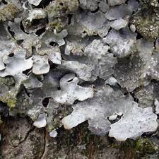 Attēlu rezultāti vaicājumam “Parmelia sulcata”