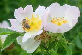 Image result for Rosengewächse