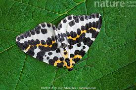 Attēlu rezultāti vaicājumam “Abraxas grossulariata”