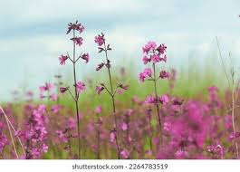 Attēlu rezultāti vaicājumam “Silene viscaria bud”