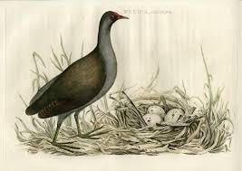 Attēlu rezultāti vaicājumam “Gallinula chloropus”