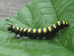 Attēlu rezultāti vaicājumam “Acronicta alni”