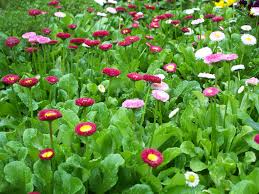 Image result for Bellis perennis