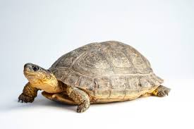 Attēlu rezultāti vaicājumam “Tortula lingulata macro”