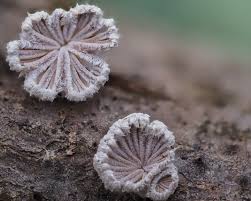 Attēlu rezultāti vaicājumam “Metatrichia vesparia stalked”