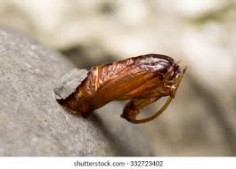 Attēlu rezultāti vaicājumam “Scardia boletella”