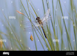 Attēlu rezultāti vaicājumam “Leucorrhinia albifrons female”