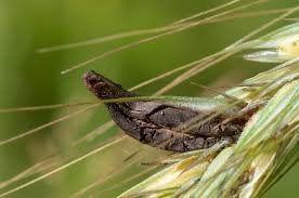 Attēlu rezultāti vaicājumam “Claviceps purpurea”