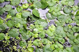 Attēlu rezultāti vaicājumam “Hydrocharitaceae”