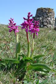 Attēlu rezultāti vaicājumam “Orchis mascula bud”