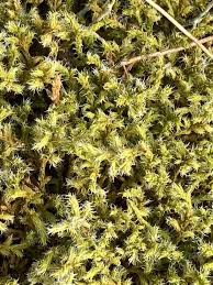 Attēlu rezultāti vaicājumam “Racomitrium canescens”