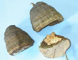 Attēlu rezultāti vaicājumam “Fomes fomentarius”