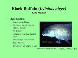 Image result for Ictiobus niger