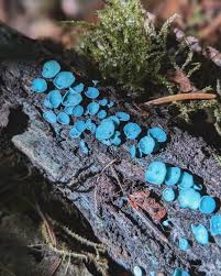 Attēlu rezultāti vaicājumam “Chlorociboria aeruginascens”